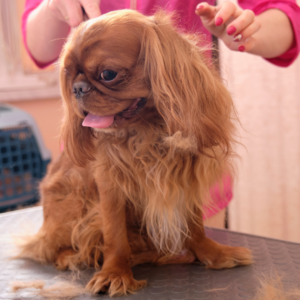Basic (For Grooming Salons Only)