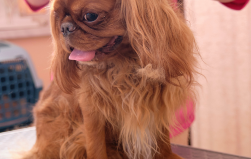 Basic (For Grooming Salons Only)