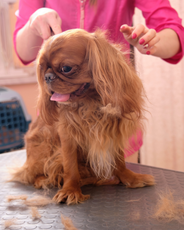 Basic (For Grooming Salons Only)