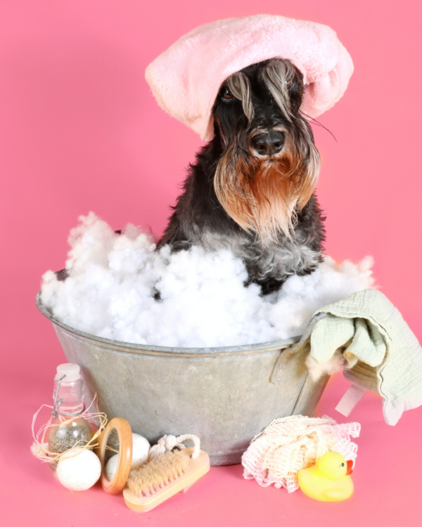 Membership (For Groomers Only)